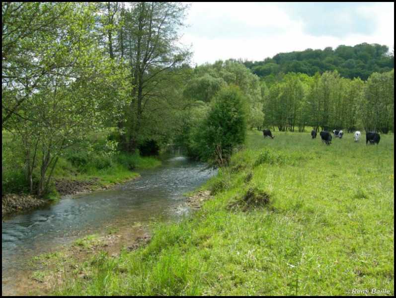 La Saônelle à Sionne (Vosges 88)